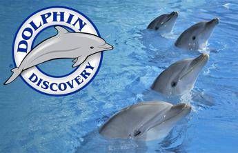 Dolphin Discovery 'nuota' in Europa con acquisizione Zoomarine Italia Dolphin Discovery 'nuota' in Europa con acquisizione Zoomarine Italia